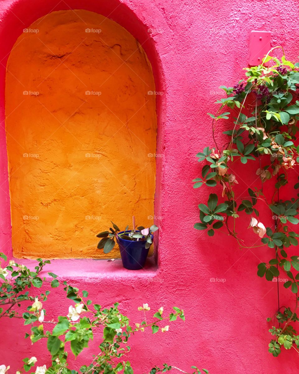 California is so lush and colorful, it makes growing plants easy 