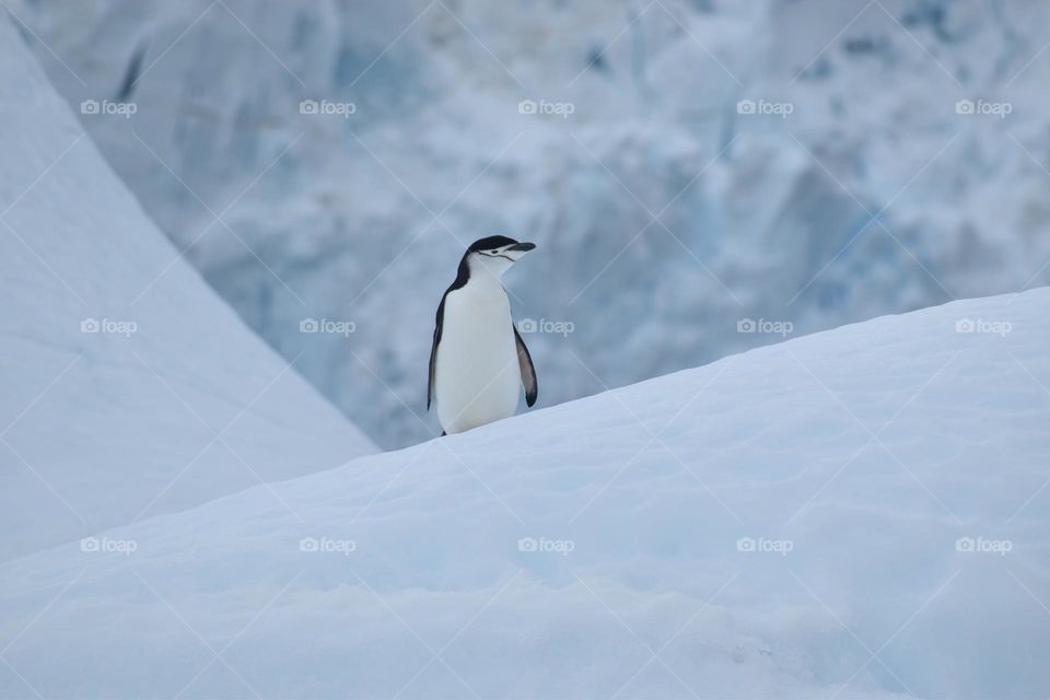 Penguin on an ice berg