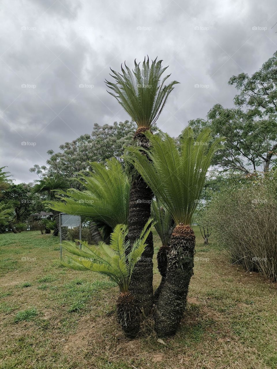 Cycas revoluta at Chulu Ranch in Beinan Township