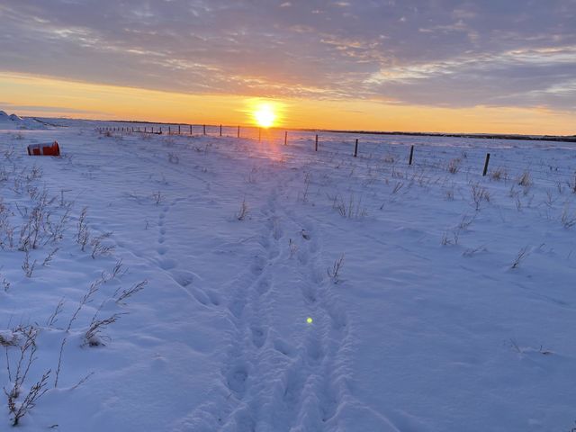 WINTER SUNSET IN THE PRAIRIES