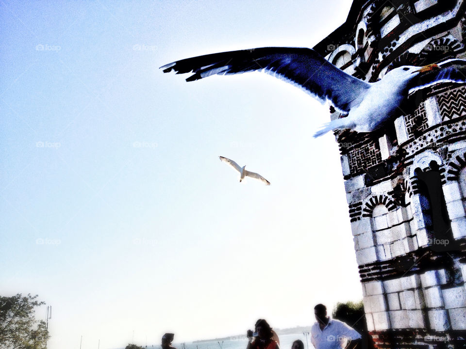 sky nature bird seagull by penguincody