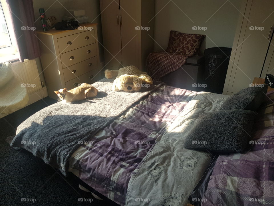 new bedding cat approved