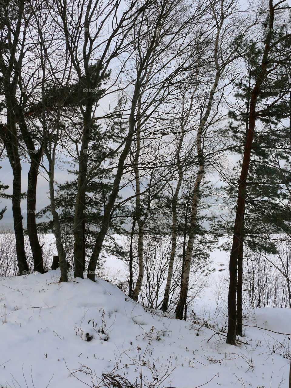 View of forest in winter