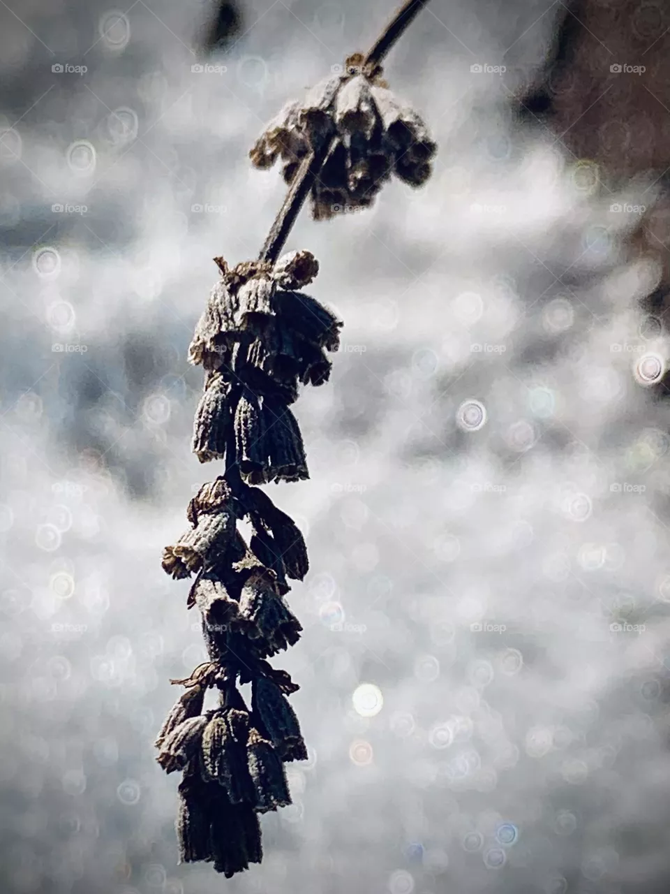 Lavender in snow