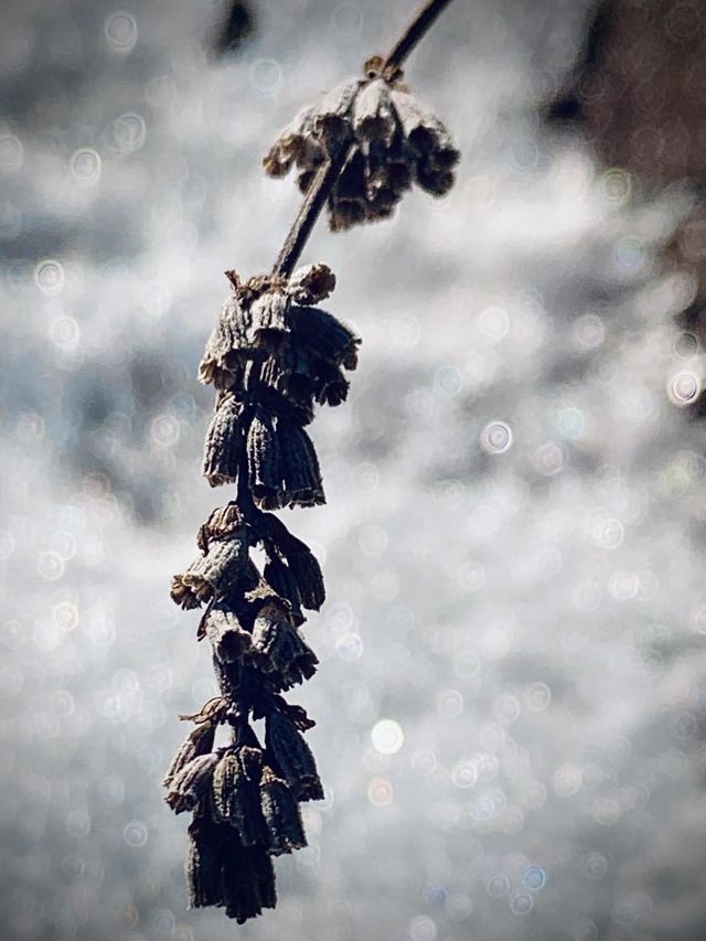 Lavender in snow