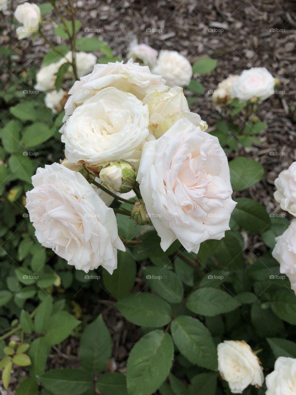 A stunning bouquet of white roses. Picture taken at the rose garden in Colonial Park in Somerset, NJ. 
