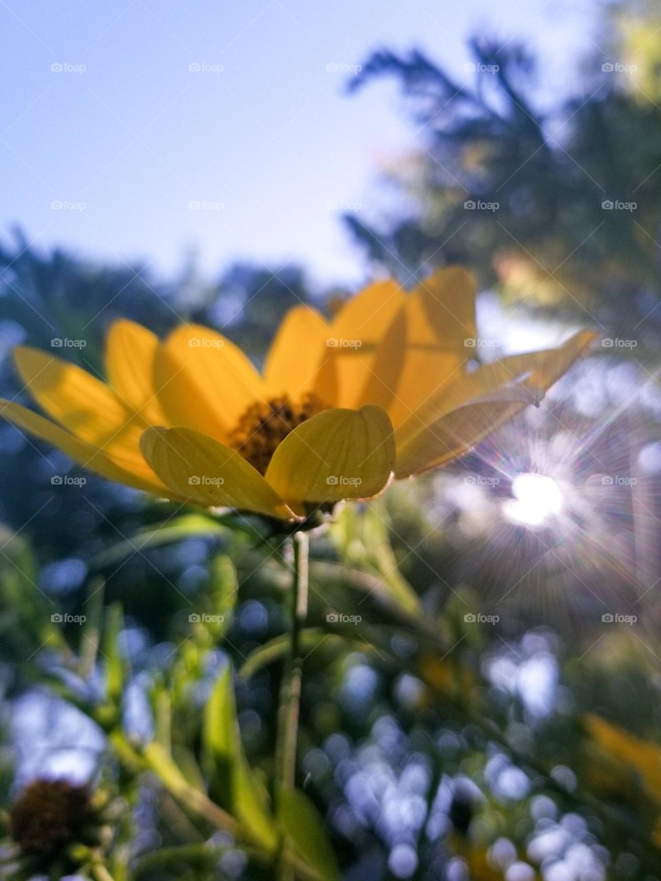 This photo taken from the lower angle is what I believe a ants morning perspective would be. I think the beauty in nature is so important. People are so busy and digital now and days, moments like these where the light hits just aren't appreciated.