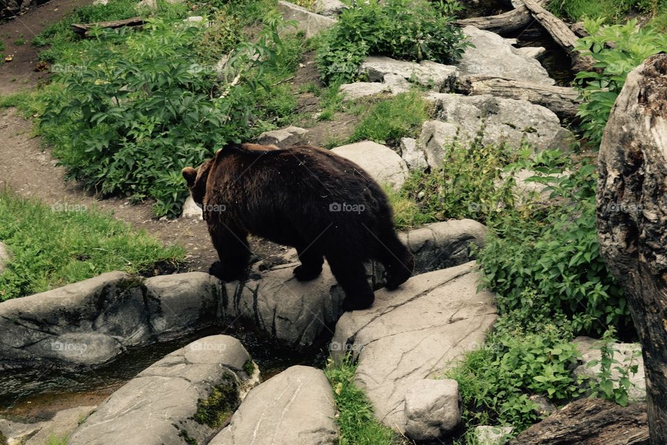 teddybear. this bear ignored me