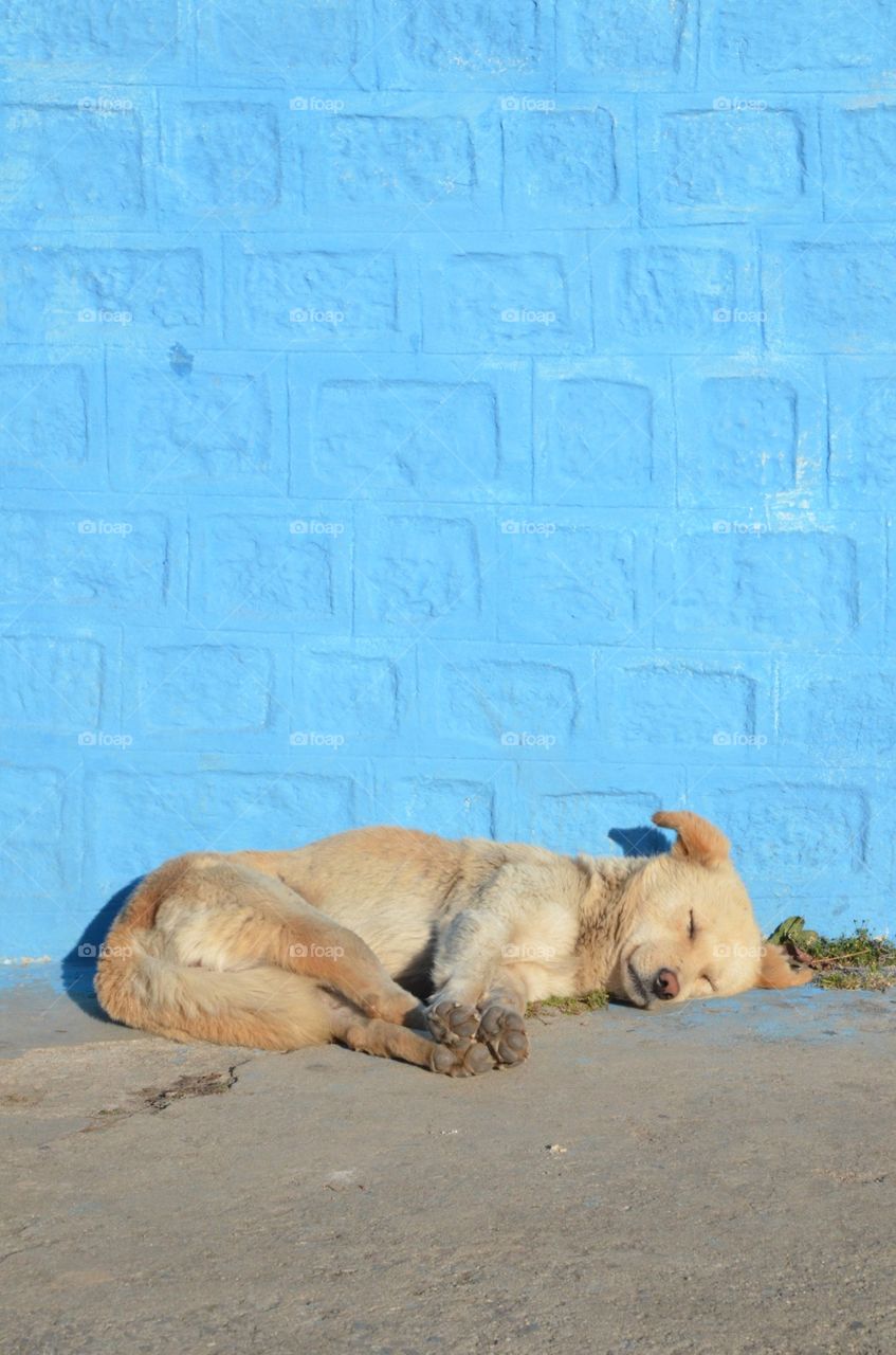 Dog sunbathing in Nepal