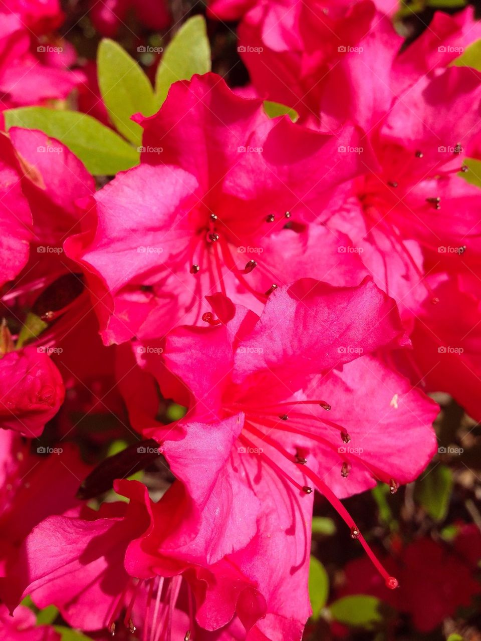 Azalea