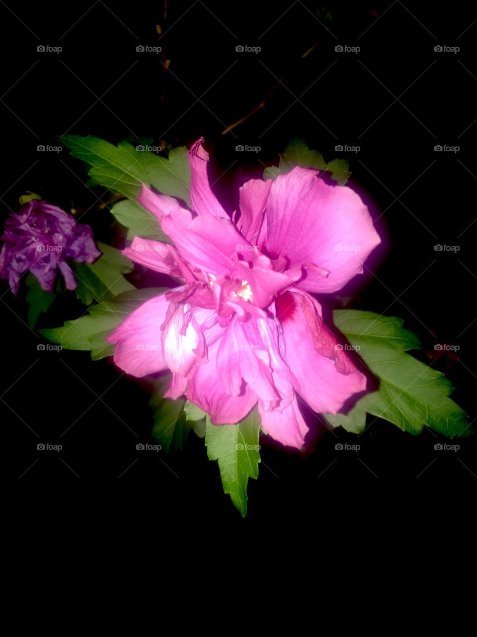 Nighttime photo of a flower 