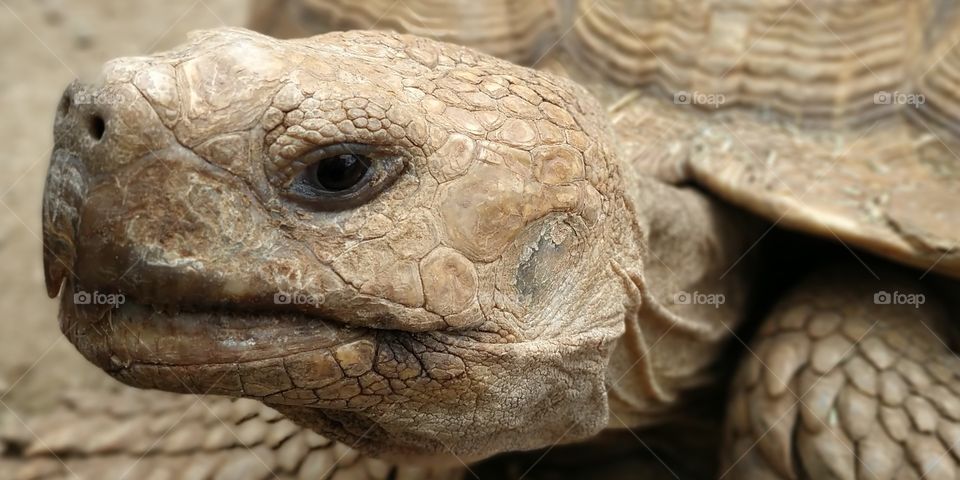 The Turtle Closeup