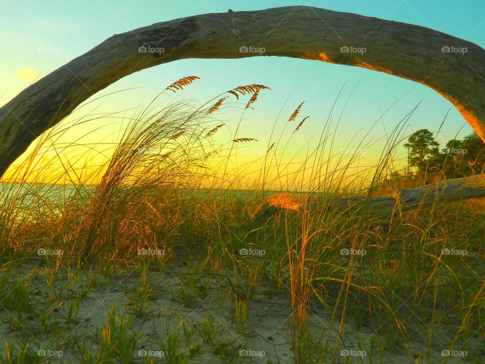 Driftwood near sea during sunset