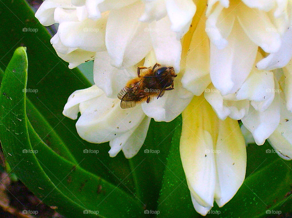 spring flower white bee by silkenjade