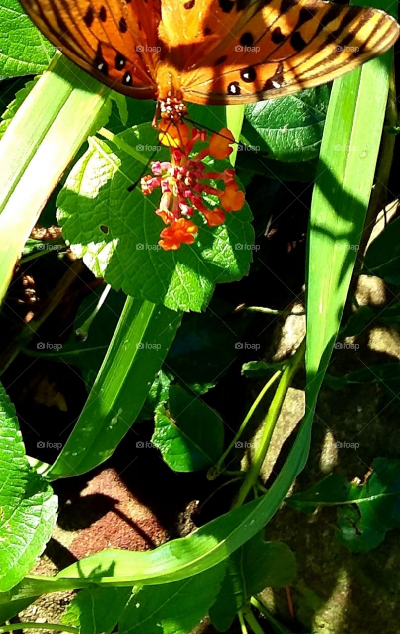 a breakfast for  butterfly