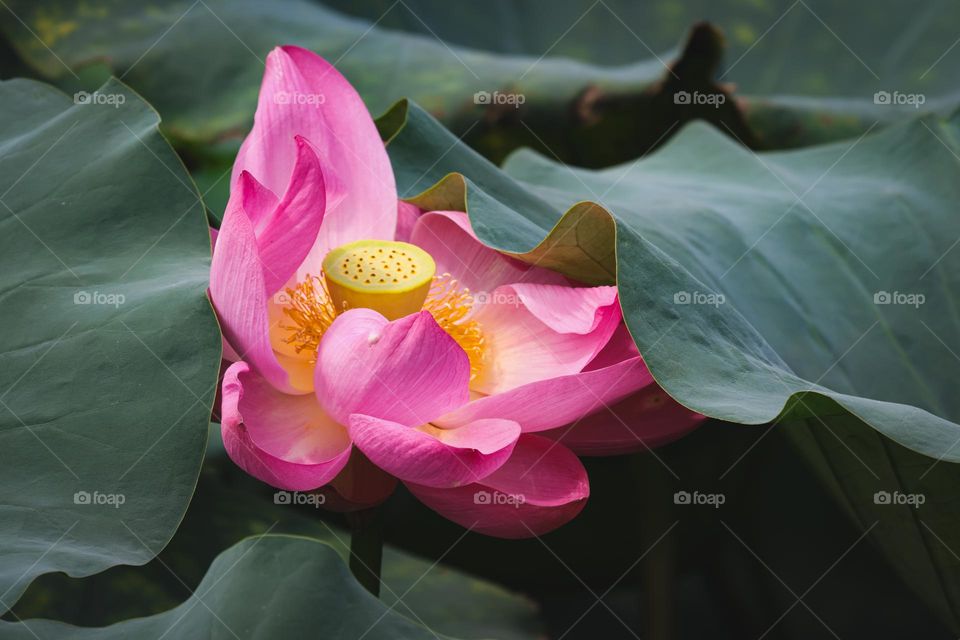 lotus