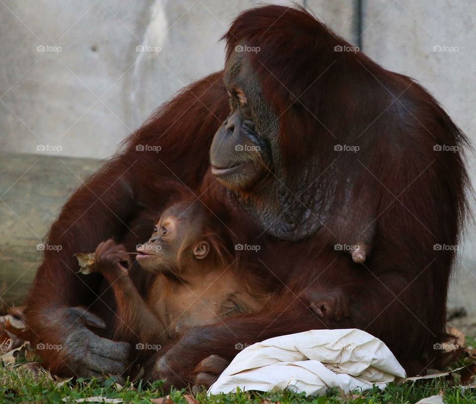 Orangutan, baby, Zoo, Memphis, Cute