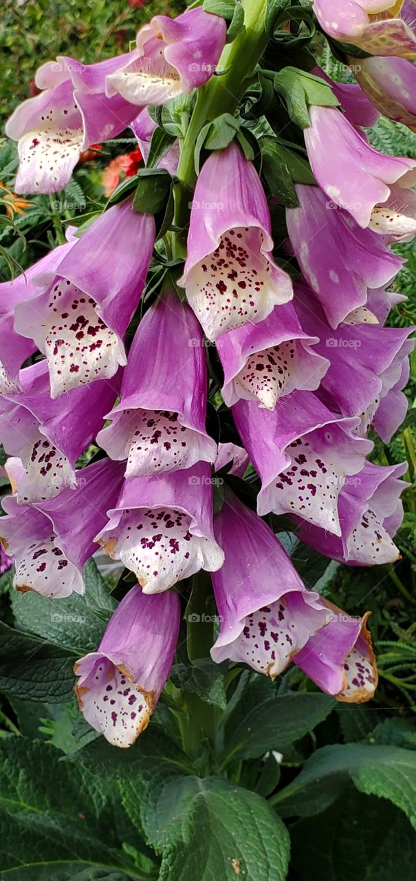 Foxglove