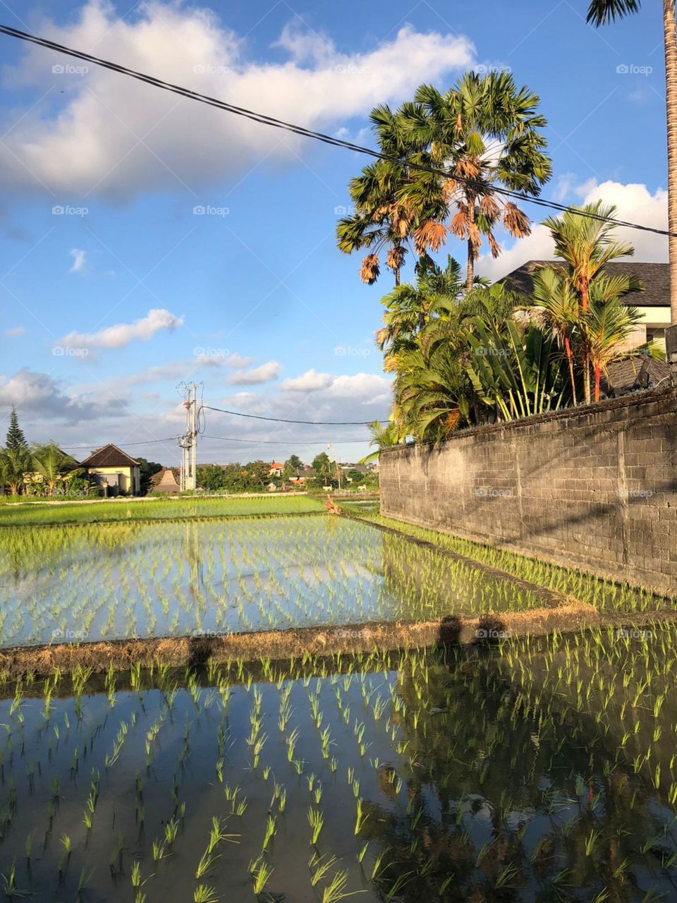 Scooter rides around Bali 