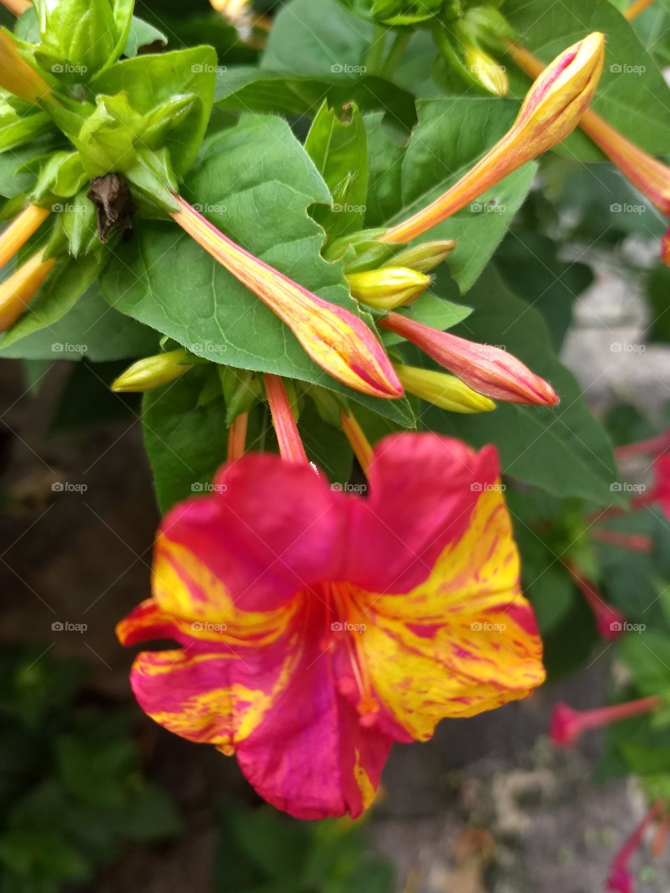 pink and Yellow Flower