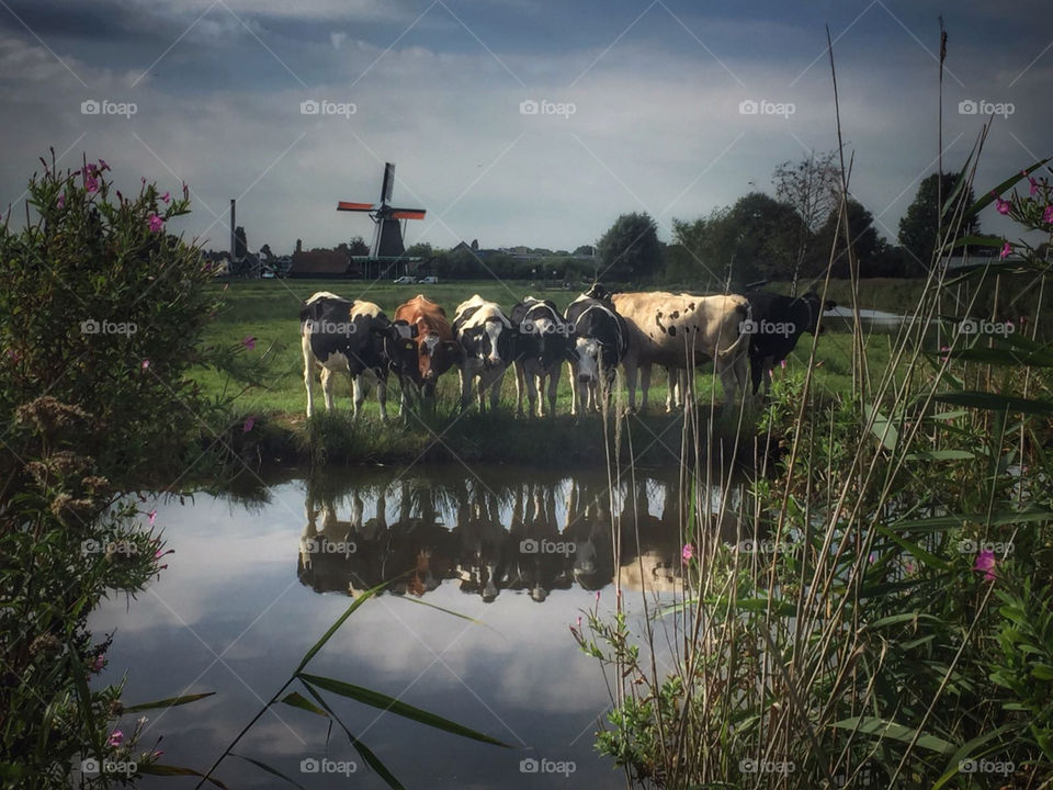 Cows behind Dutch windmill in Zaanstad. 