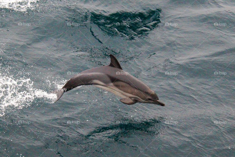 dolphin in the sea