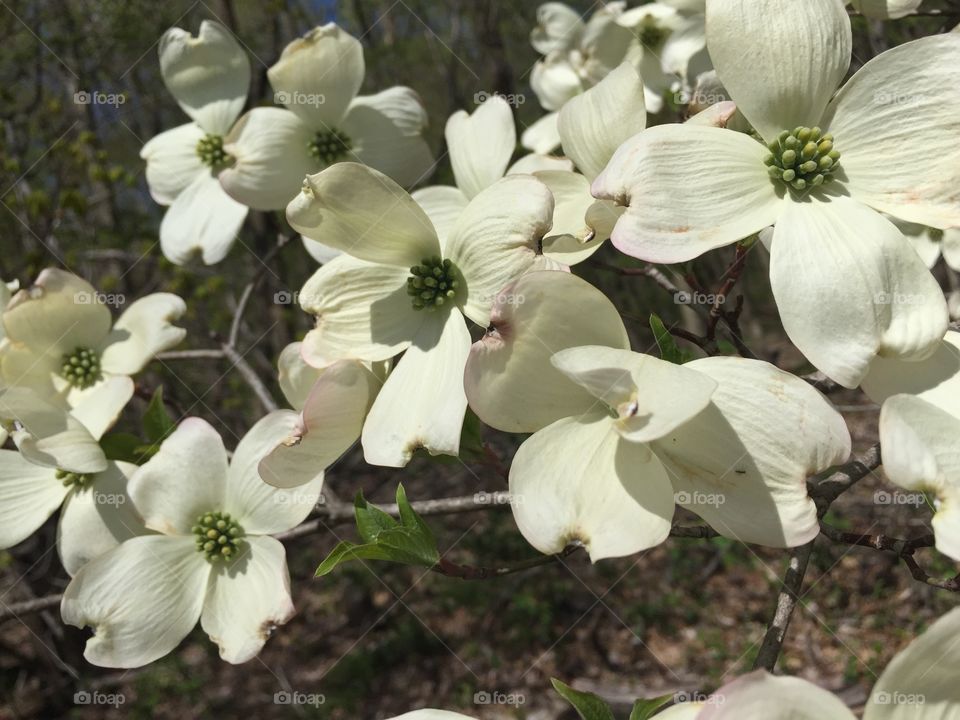 Dogwood flower close up bright spring day