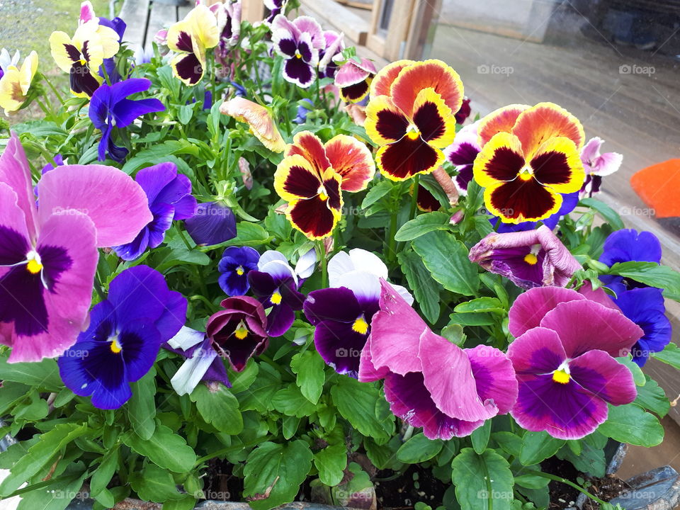 A bouquet of vibrant pansies