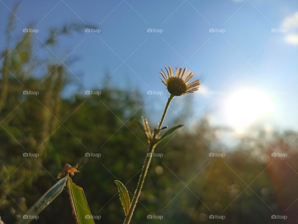 Daisy fleabane after the rain