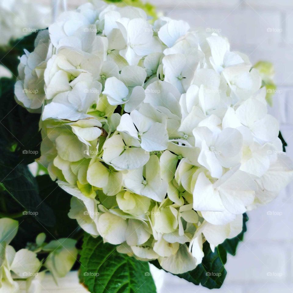 Blooming flower of hydrangea