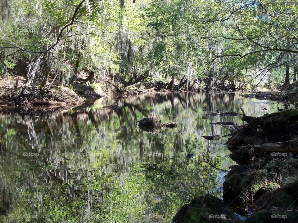 Mesmerizing forest reflected on secluded Santa Fe fiver