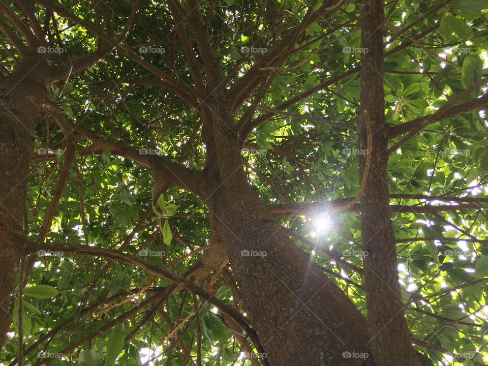 Solar in the tree