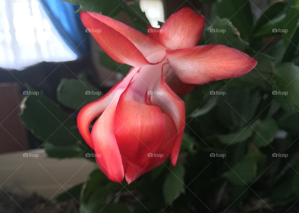 Close-up of red flower