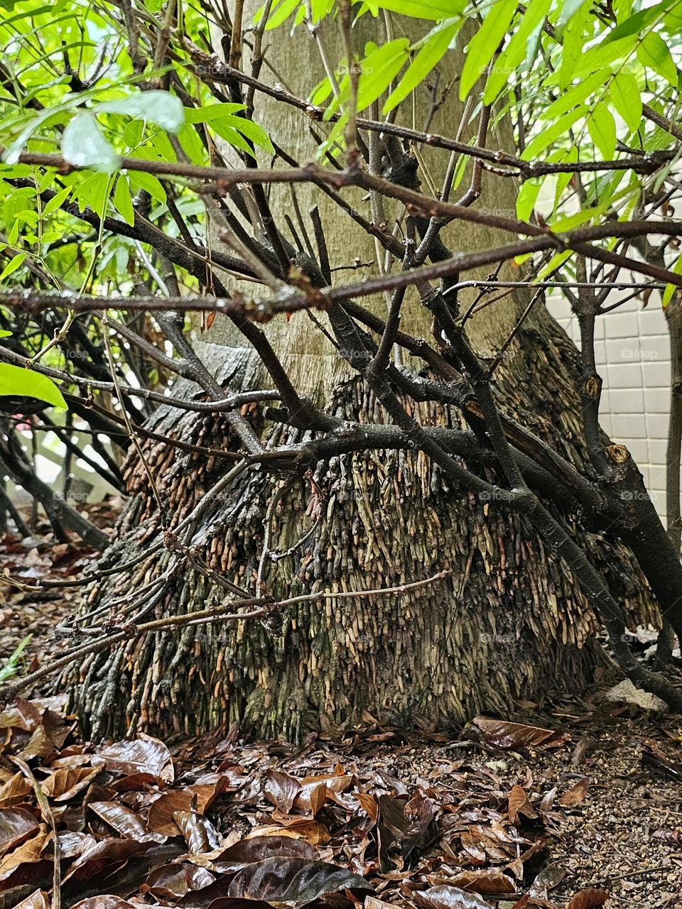 Strong tree truck and roots in the city