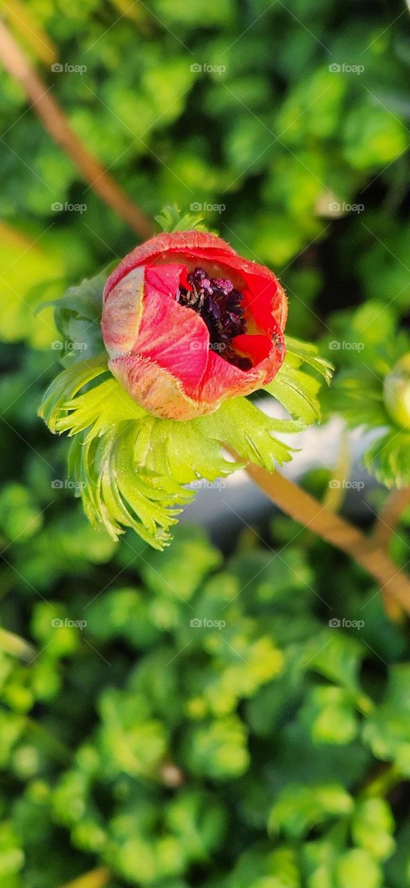 close up of a bold red flower bud blossoming with bright green leaves on a sunny Spring afternoon in Oregon