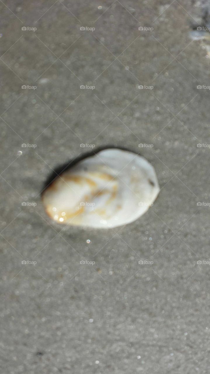 shell