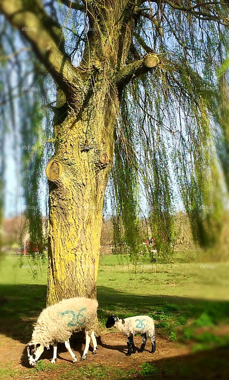 Lamb by weeping willow tree