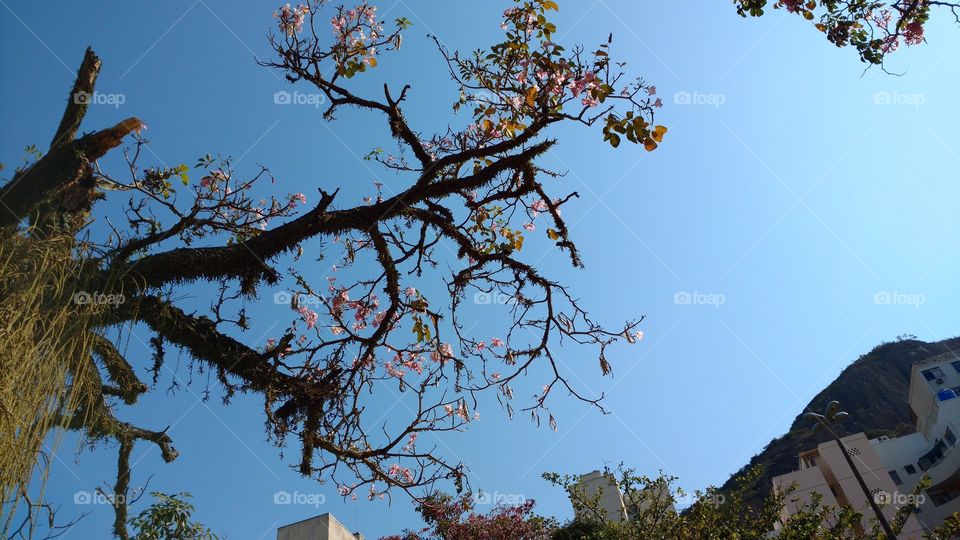 tree and blue sky
