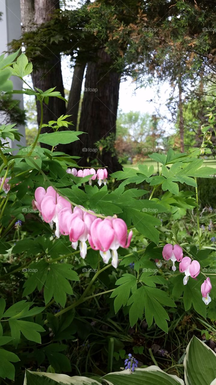 bleeding hearts