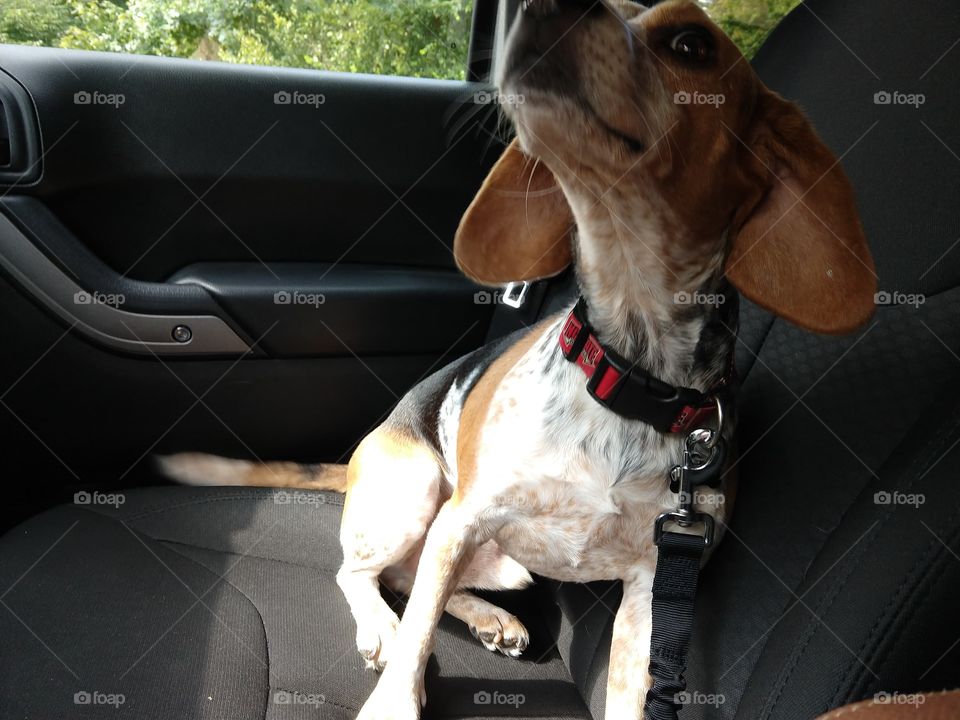 beagle rides in jeep