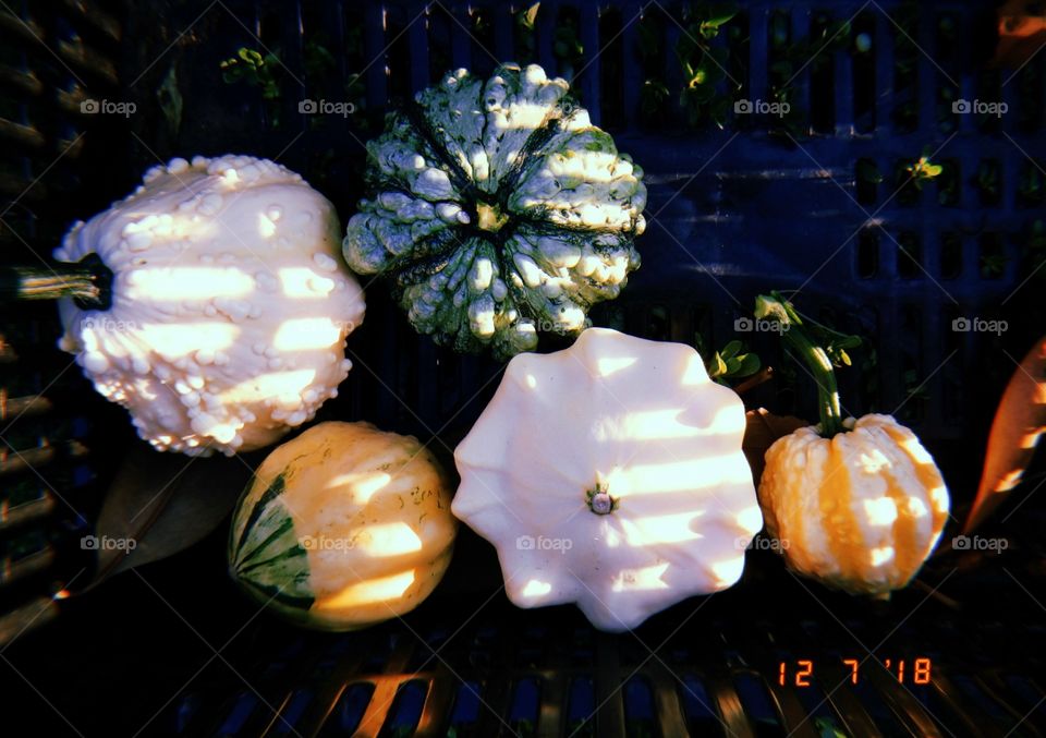pumpkins
