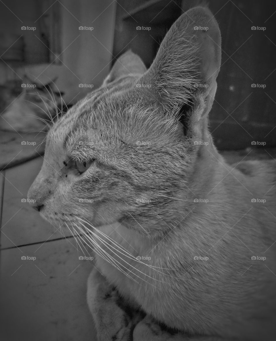 Waiting for cat food