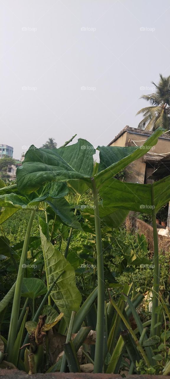 The other beauty of the tree.