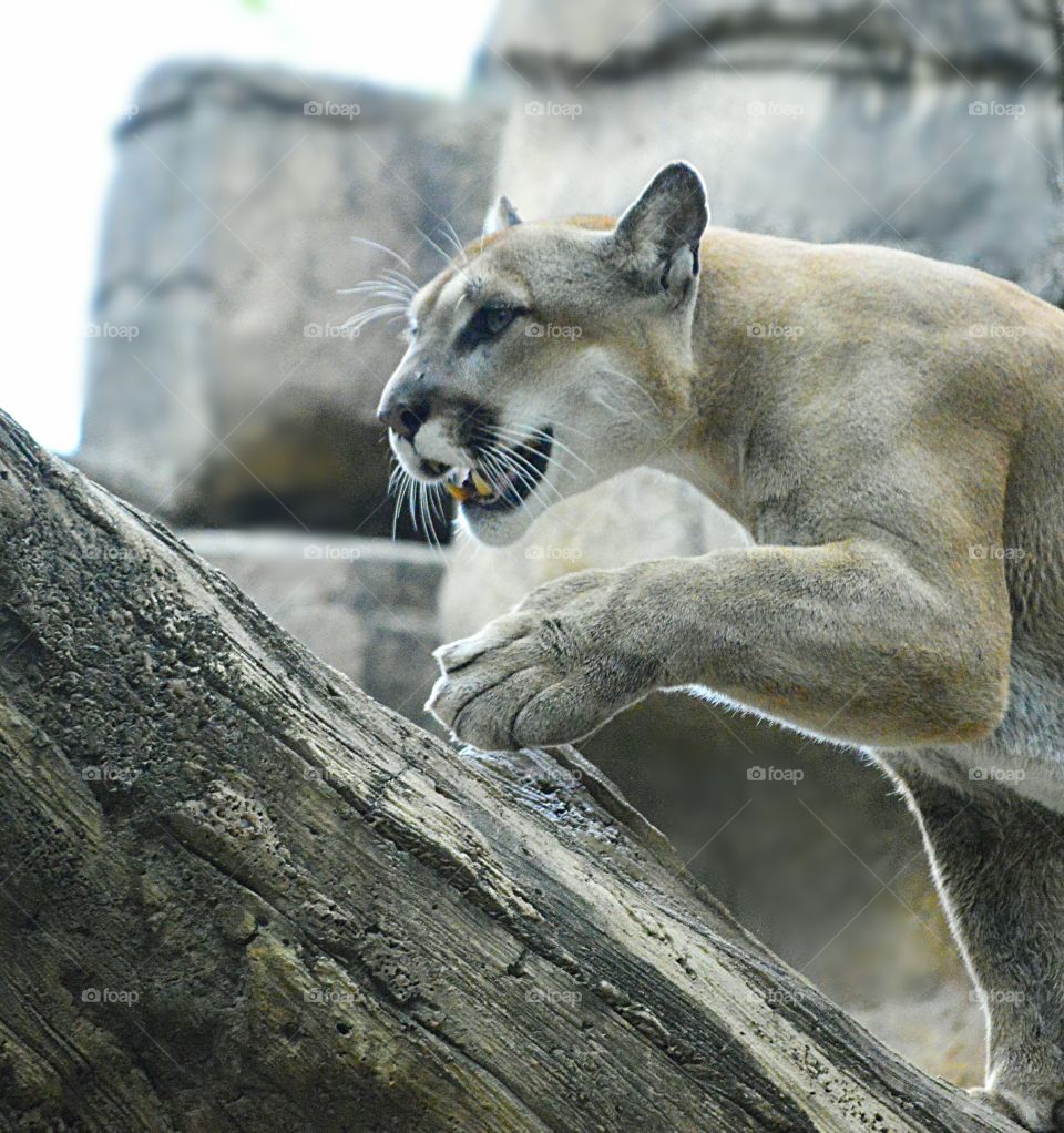 cougar