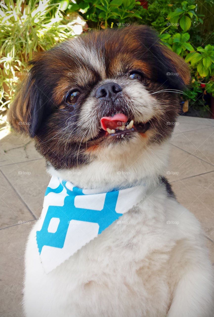 Pekingese Dog, doing tricks, sta ding up, newly groomed, wearinf neckerchief