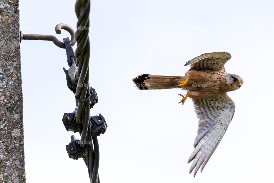 a portrait of a kestrel just taking of to fly away from a electrical wire. the majestic bird of prey is about to take flight.