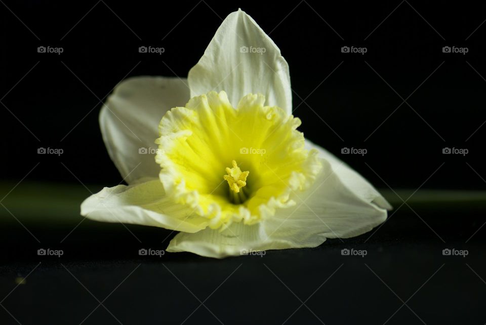 Daffodil close up 