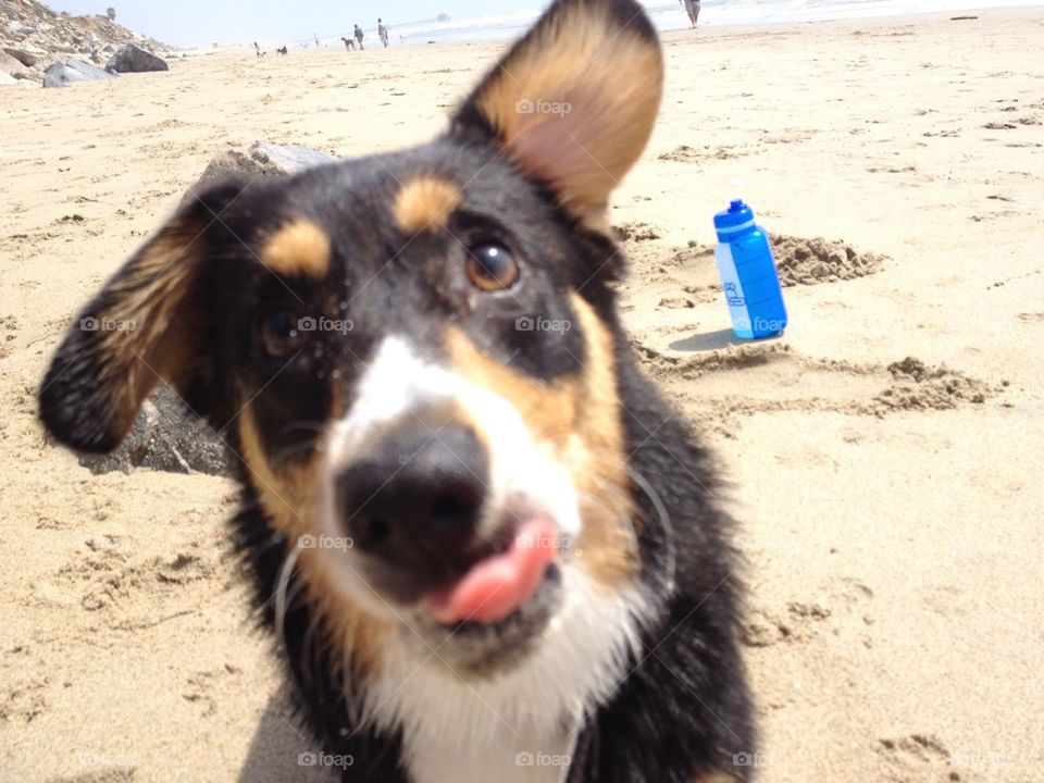 Puppy on the beach 