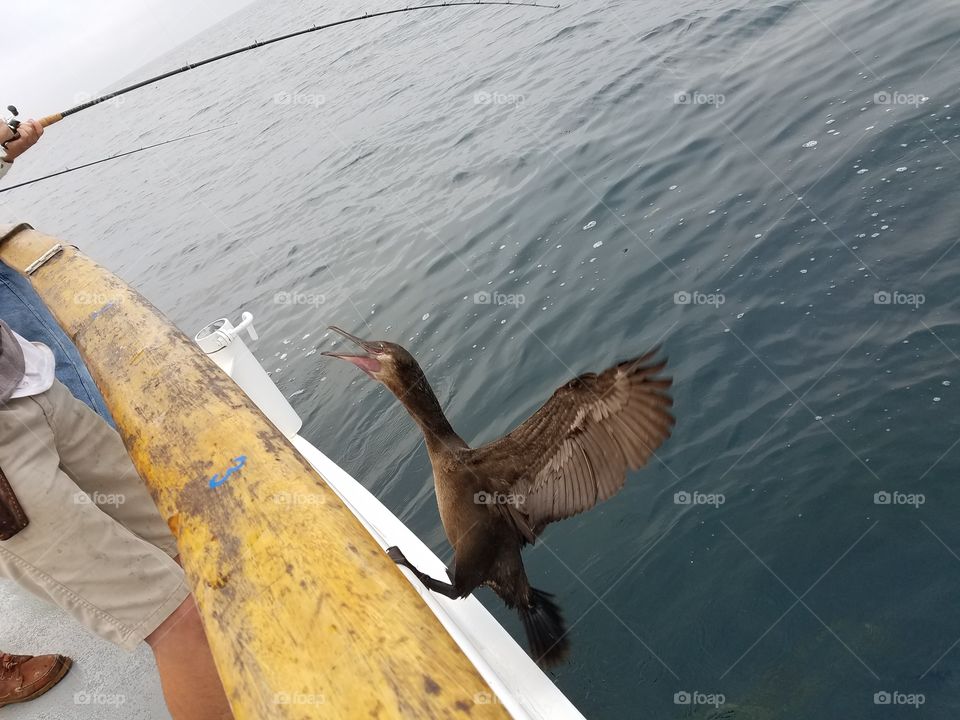 Dana point fishing