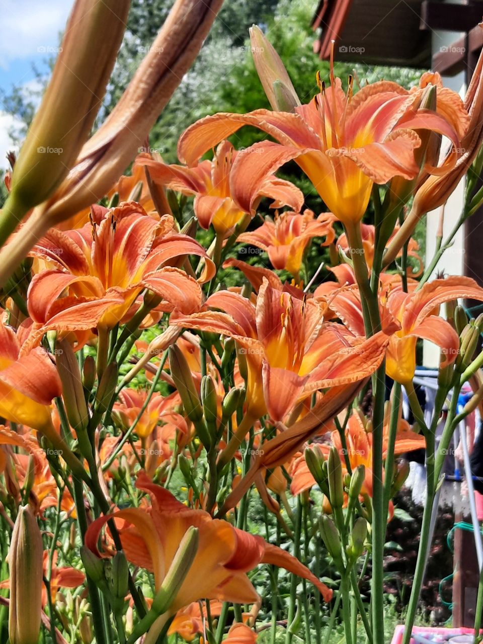 aboundance of orange one day lillies on a sunny day